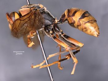 Media type: image;   Entomology 33179 Aspect: habitus lateral view